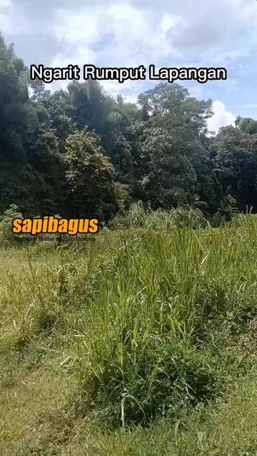 Hijauan-Pakan-Ternak-Rumput-Lapangan